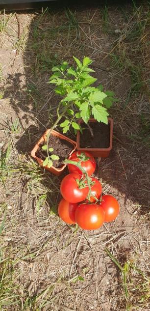 The soil is great over here