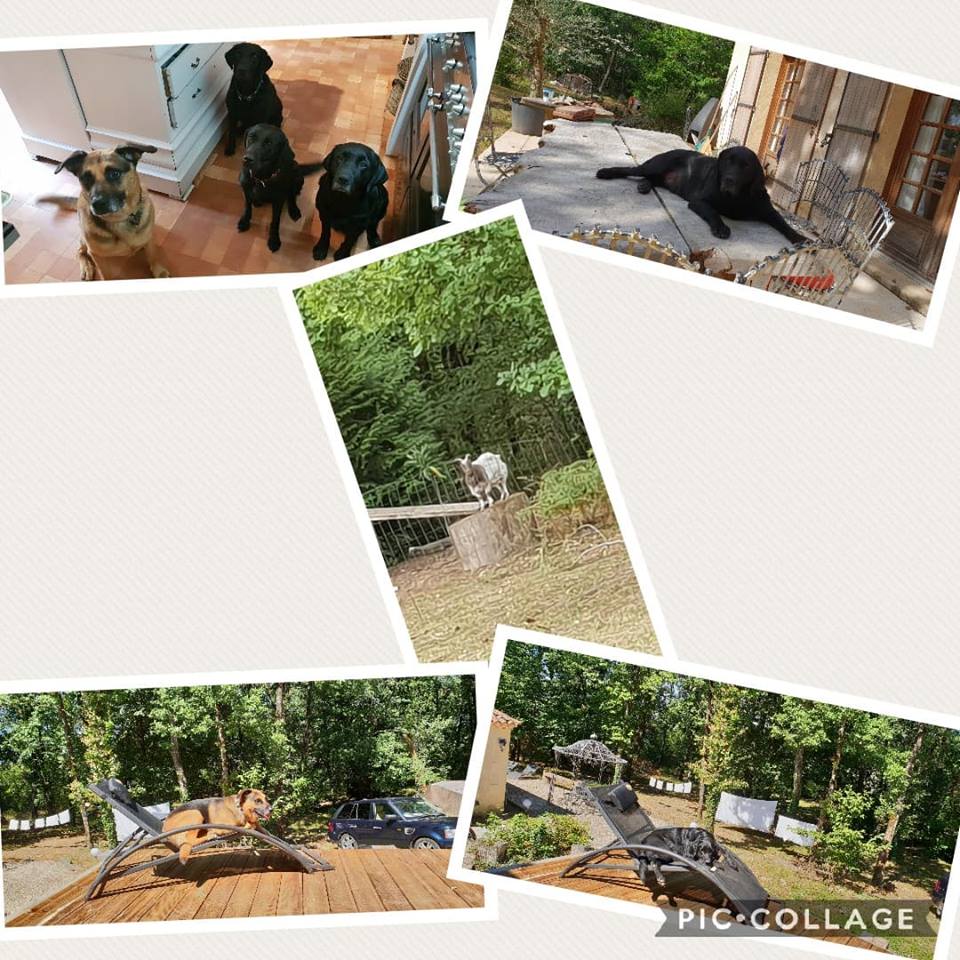 Collage of animal antics