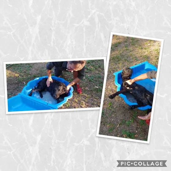 Collage of doggo spas