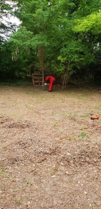 Martin cutting down acacia