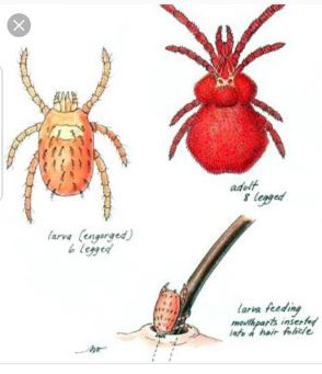 Harvest Mites