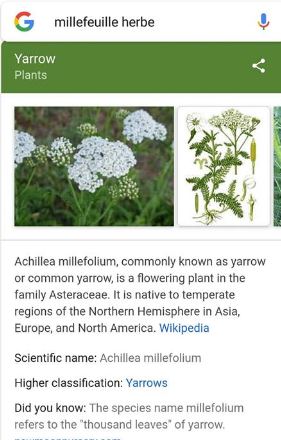 Yarrow meaning