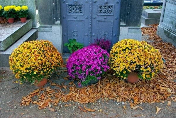 Chrysanthemums