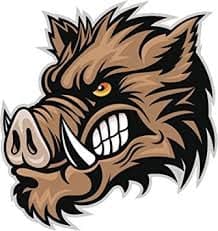 Wild Boar
