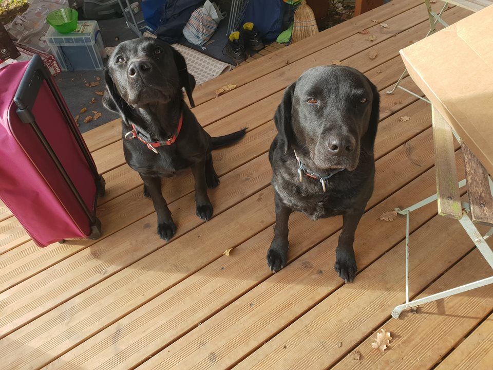 Doggos go on holiday