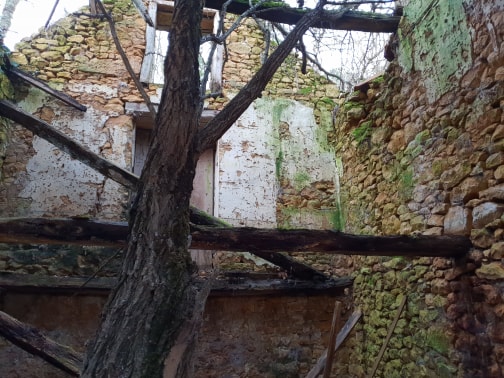 tree through ruin roof