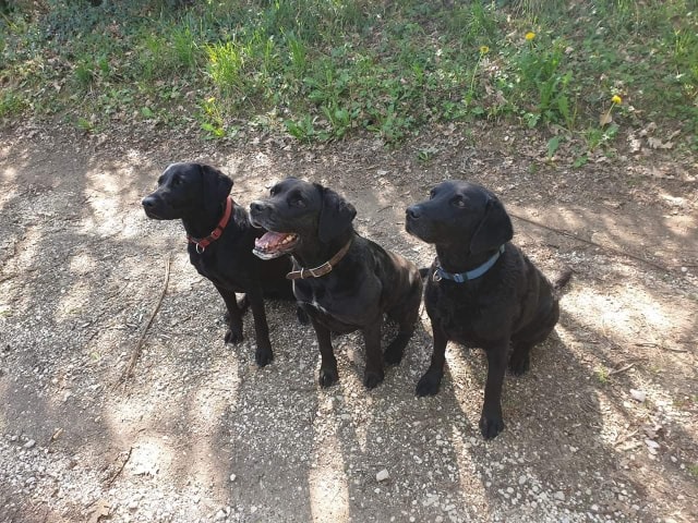 Rosa between two thorns