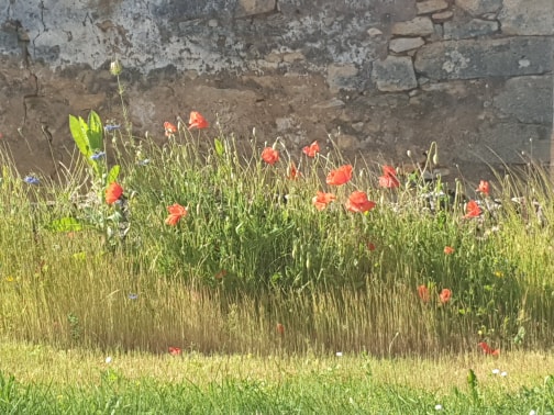 Poppies against a wall