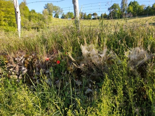 Poppies and spiders webs
