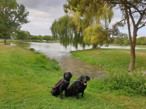 Doggos at Fleurance Lake