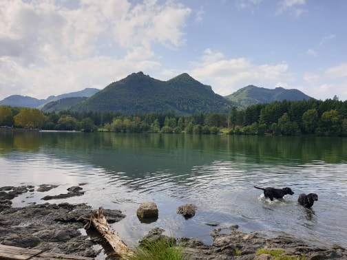 Doggos in Lourdes Lac