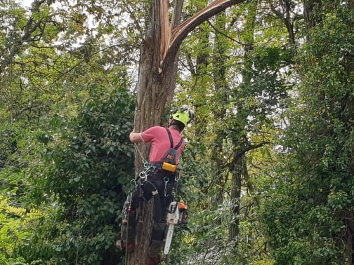 Matt up the split tree #2