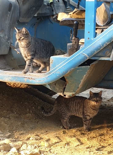 Puss chats drive the manitou