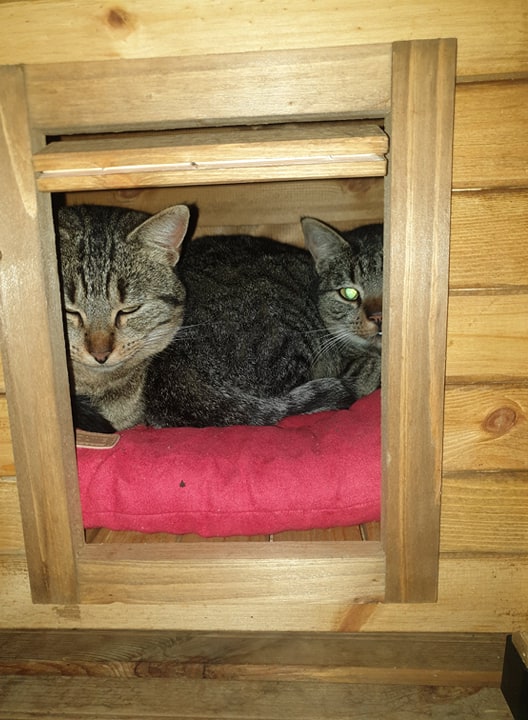 Puss chats in the box