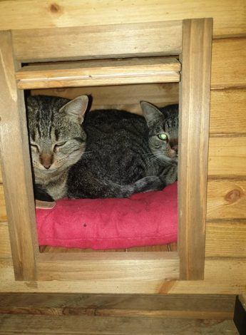 Puss chats in the box