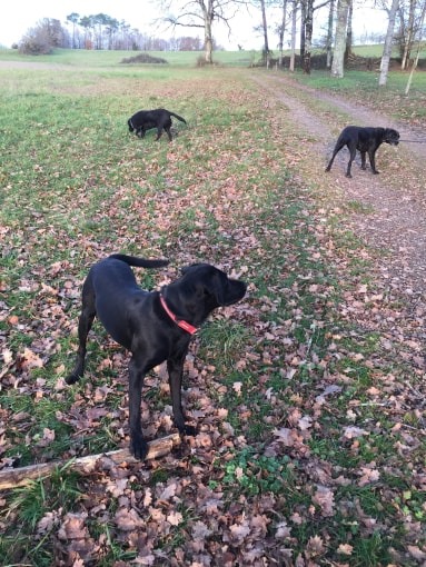 The Three Doggo Amigos