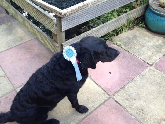 Luka the Waggiest Dog